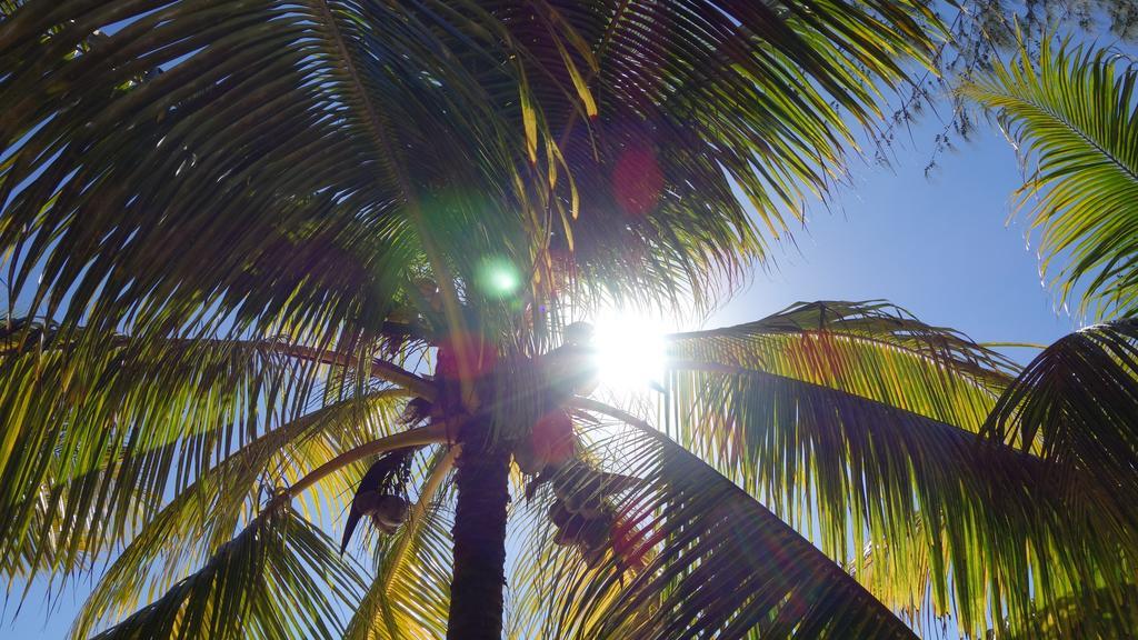Chata Coconuts Grand Bay